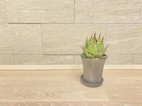 アガベ　壁とホリダ 壁,インテリア,観葉植物の写真素材