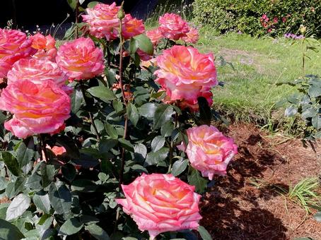 バラ バラの写真