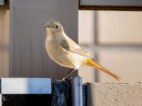 ジョウビタキのメス・ジョビコ ジョウビタキ,ジョビコ,ジョウビタキのメスの写真素材