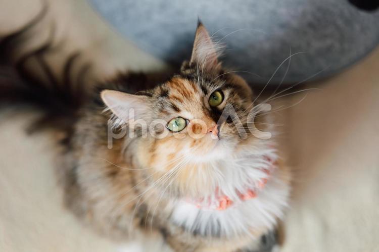 見上げる猫 猫,メインクーン,見上げるの写真素材