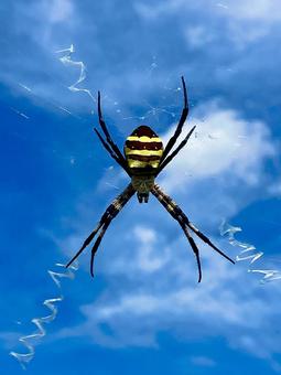 Photo, spider, koganegumo, spider's web, 