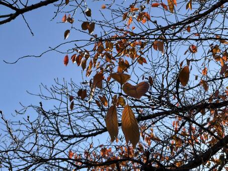 冬の空 秋,冬,晩秋の写真素材