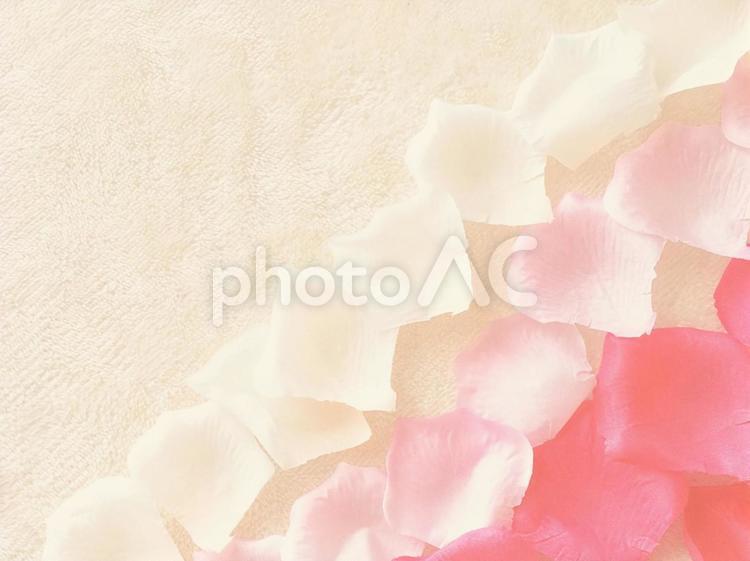 淡いピンクの花びらのグラデーション 淡い,ピンク,花びらの写真素材
