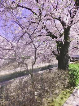 桜 桜の写真