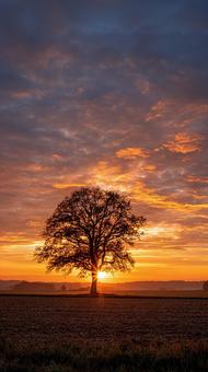 Trees in the grassland and a beautiful sunset sky, sunset, sunset, setting sun, JPG