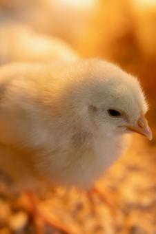 つぶらな瞳のヒヨコのアップ_縦 ヒヨコ,縦位置,目の写真素材