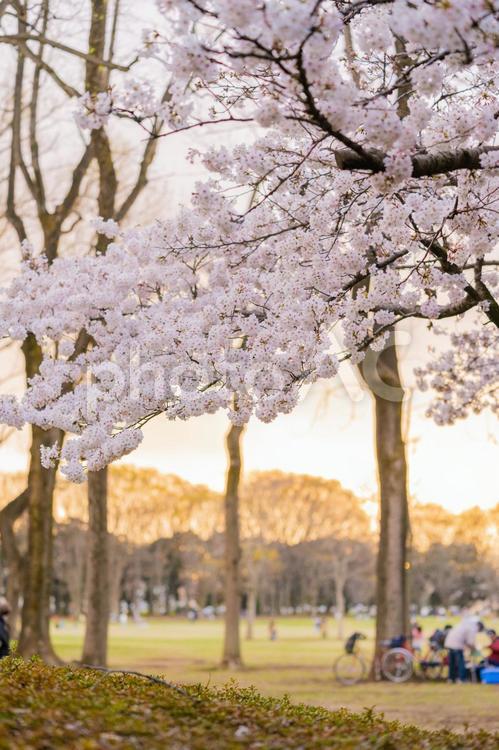 東京小金井公園のサクラ 東京,小金井公園,サクラの写真素材