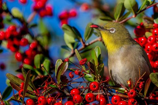 Pyracantha and Japanese white-eye copy space, JPG Pyracantha and Japanese white-eye copy space, JPG