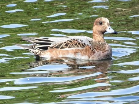 川面を泳ぐヒドリガモの写真