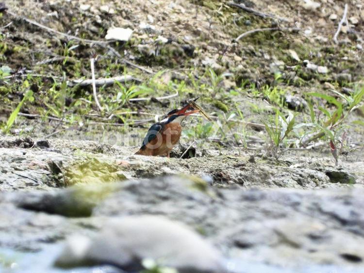 魚を浮かすカワセミ 鳥,野鳥,カワセミの写真素材