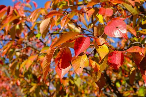 晴れた日に真っ赤に紅葉したたくさんの葉 紅葉,赤,オレンジの写真素材