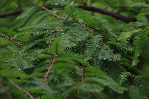 メタセコイア メタセコイア,緑,葉の写真素材