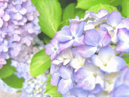 紫陽花 紫陽花の写真