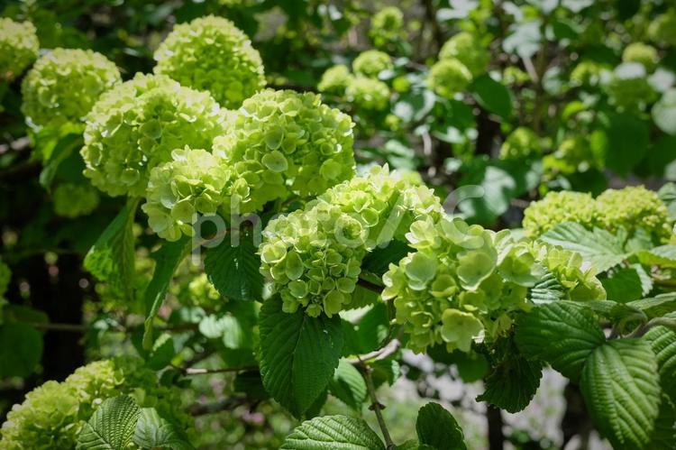 新緑の頃の紫陽花（アジサイ）の花 アジサイ,紫陽花,梅雨の写真素材