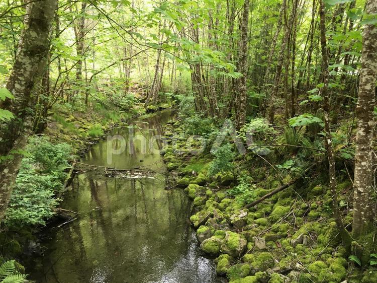 森の中のマイナスイオン 森,川,自然の写真素材