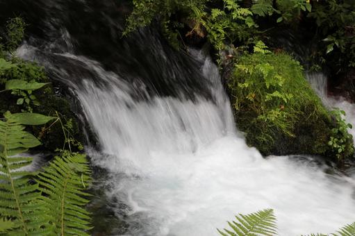 森をぬける水の声 清流,緑の息吹,涼風の写真素材