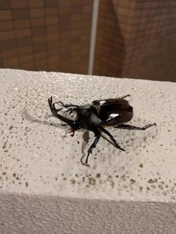 マンションの手すりに迷い込んだカブトムシの写真