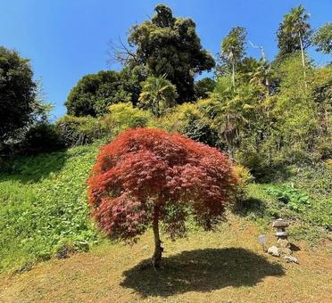 Maple leaves, JPG