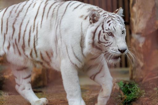 ホワイトタイガー ホワイトタイガー,虎,動物の写真素材
