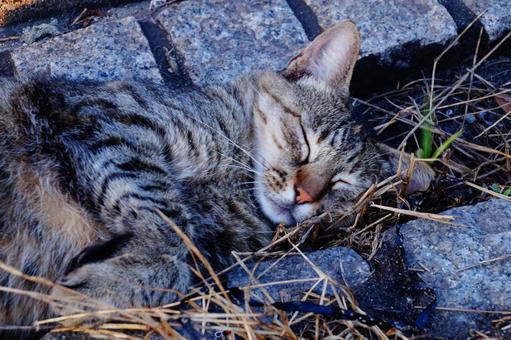 寝顔 寝顔 ねこ,動物,生き物の写真素材