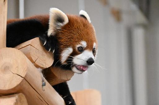 レッサーパンダ レッサーパンダの写真