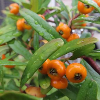 ピラカンサ ピラカンサ,実,植物の写真素材