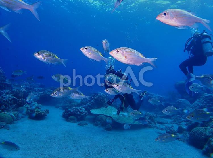 ダイバーと魚の群れ スキューバダイビング,ダイビング,海の写真素材