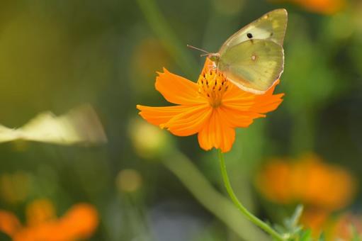 蝶と花 蝶と花 蝶,花,キバナコスモスの写真素材