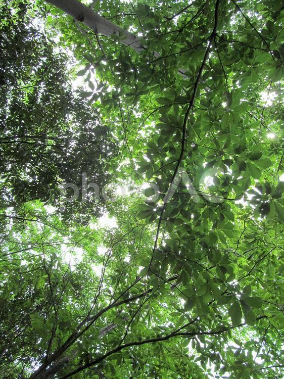 新緑と木々 新緑,葉,木々の写真素材