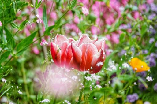 カラフルな季節5 花,植物,フラワーの写真素材