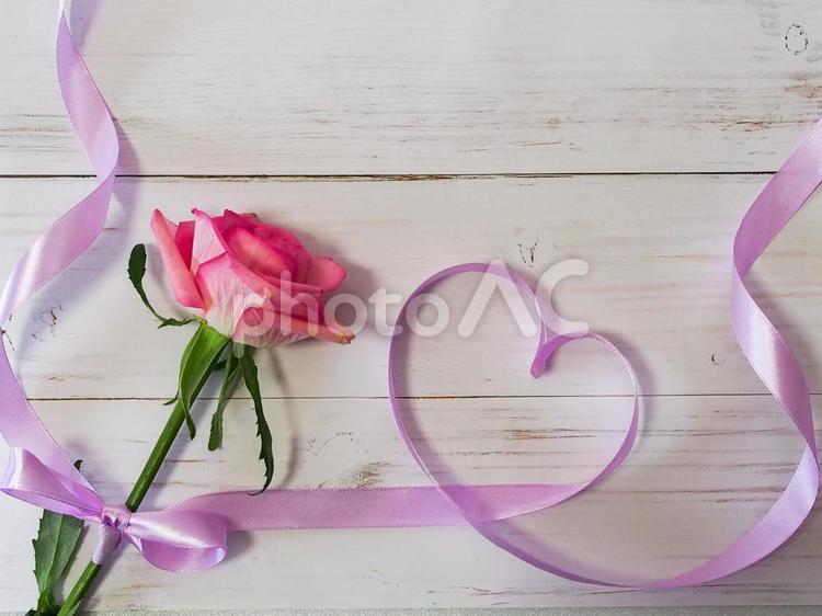 ピンクの薔薇に心を込めて 母の日,バラ,ピンクの写真素材