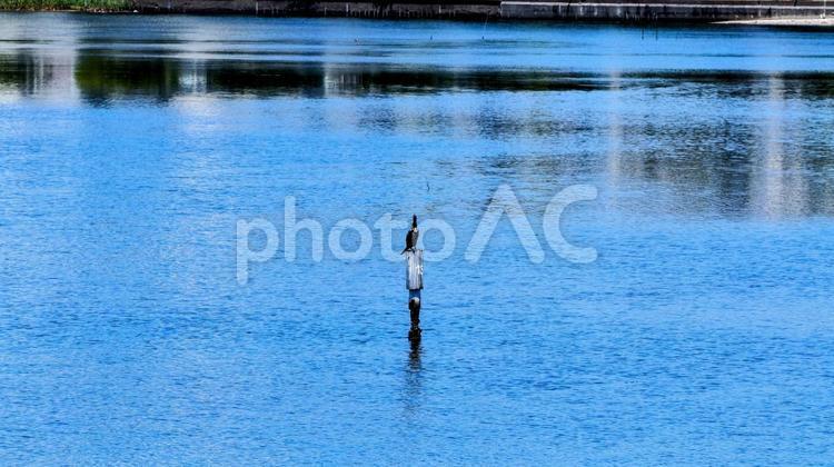 谷津干潟公園の野鳥（千葉県・習志野市） 初夏,谷津干潟公園,野鳥の写真素材
