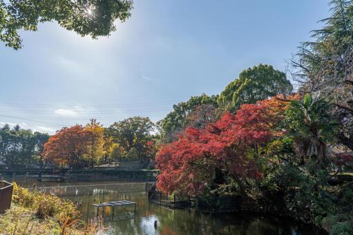 朝の鹿沼公園 鹿沼公園,池,公園の写真素材
