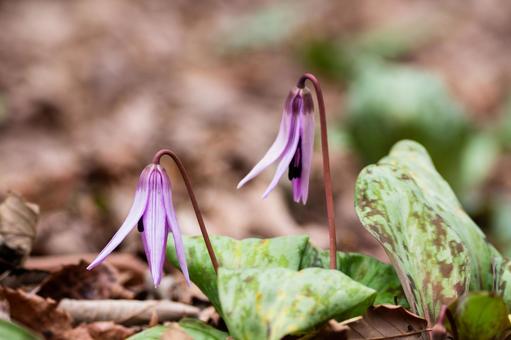 Photo, weed, katakuri, close-up, 