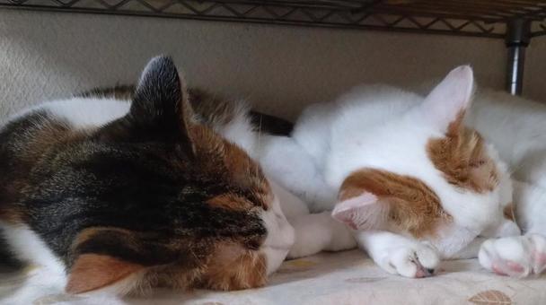 兄妹ねこの午睡の写真