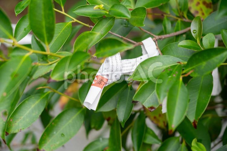 おみくじを木に結ぶ おみくじ,運勢,神社の写真素材