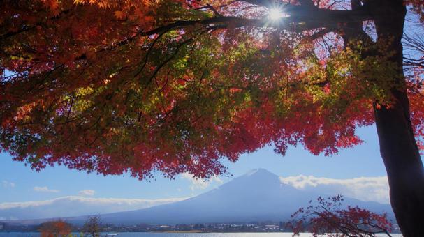 モミジと富士山 モミジと富士山の写真