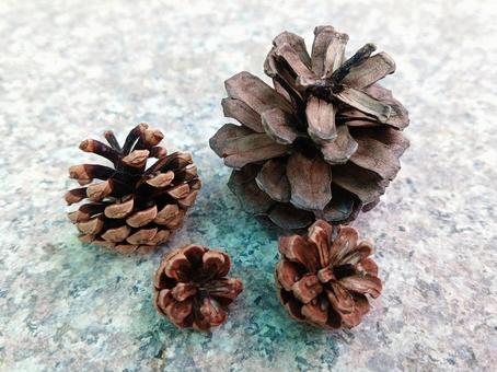 松ぼっくり まつぼっくり,松,植物の写真素材