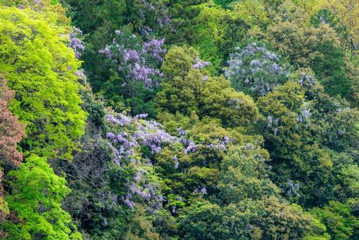 A green forest decorated with wisteria flowers, JPG