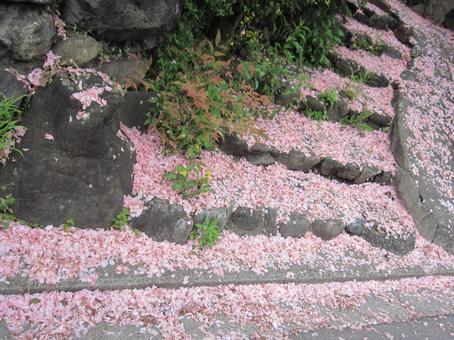 どんだけ~(の花びらが、積もっているんだろう。)! どんだけ~(の花びらが、積もっているんだろう。)! 花びら,桜花,八重桜の写真素材