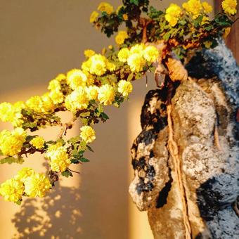 菊の盆栽 盆栽,風情,自然の写真素材