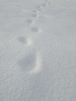 雪原に足跡　北海道 冬,雪原,ホワイト背景の写真素材