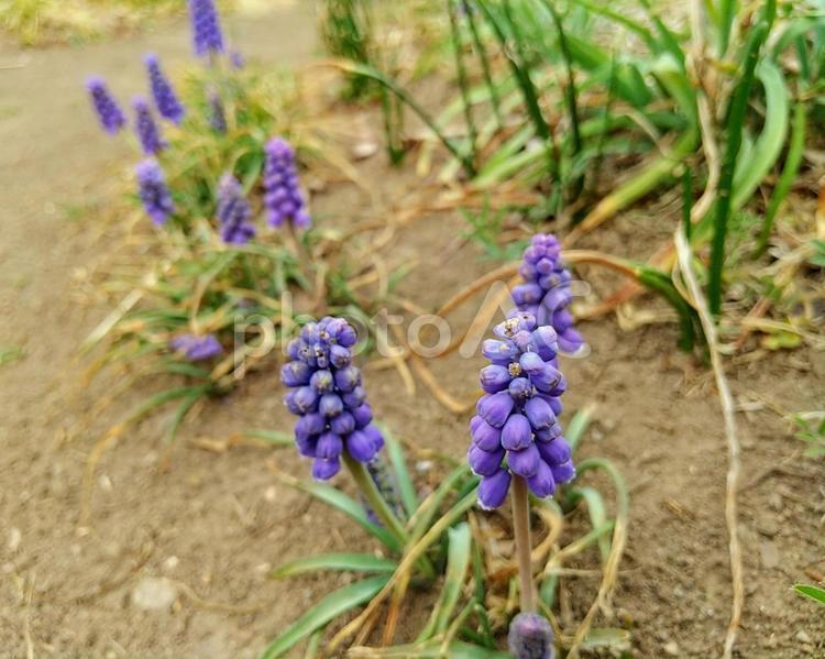 Muscari, JPG Muscari, muscari, grape muskari, grape hyacinth, JPG