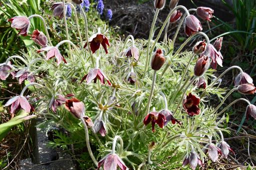 花がたくさん咲いたオキナグサ オキナグサ,翁草,つぼみの写真素材