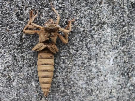 Photo, insect, jago, feathering, 