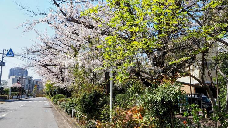 春の南砂緑道公園・桜並木＆街並み・江東区 春,桜,南砂緑道公園の写真素材