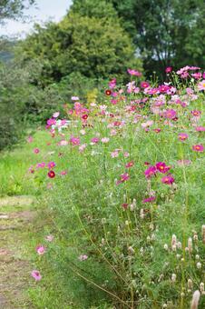 小道沿いに咲く色鮮やかなコスモス畑 コスモス,秋桜,花の写真素材