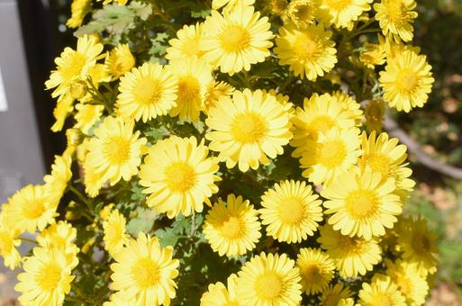 花 花の写真