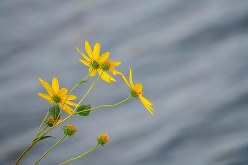 キクイモの花⑸ 花,野草,キクイモの写真素材