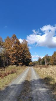 砂利道と青い空 青空,空,道路の写真素材